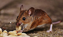 24 Hour & Emergency Exterminators in Mountain Home Village, CA